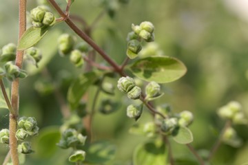 Marjoram buds (Origanum majorana)