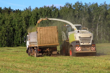 Agriculture, harvesting rural landscape – new yellow-white harvester cutting the silage in the flatbed truck on the field. Rear view of green forest and blue sky