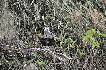 Arches National Park Vallarta Undersea or Los Arcos Marine Park (Las Peñas or The Rocks), with a large variety of seabirds including Frigates (Scissor Birds), Pelicans and Blue Footed Boobie with cave