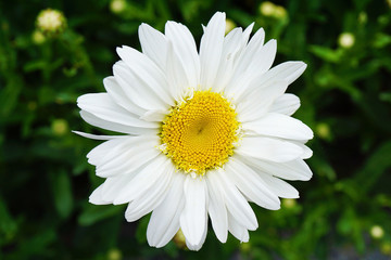 Fototapeta premium Bellis sylvestris closeup