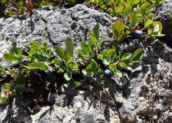 Alpine blueberries grow between rocks in high elevations