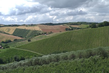 Fototapeta na wymiar hill,vineyard,green,agriculture,landscape,clouds,field,panorama,view