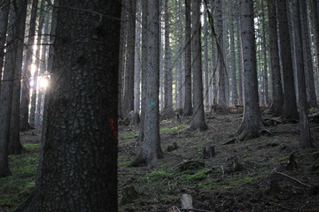 Düsterer Wald