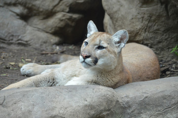 Naklejka na ściany i meble Puma laying on the rock