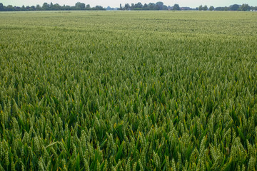 Bio farming, unripe green wheat plants growing on field