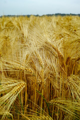 Bio farming, ripe yellow durum wheat plants growing on field, readi to harvest close up, food background