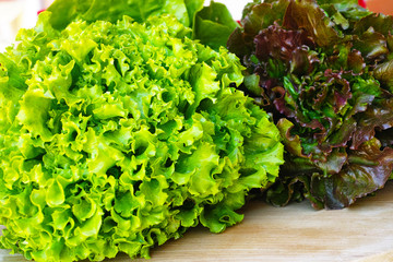 Fresh organic green lettuce leaf vegetable ready to eat in salade, healthy food concept