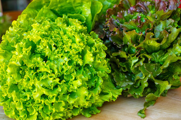 Fresh organic green lettuce leaf vegetable ready to eat in salade, healthy food concept