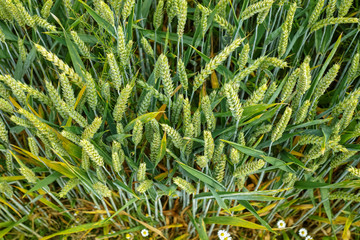 Naklejka na ściany i meble Bio farming, unripe green wheat plants growing on field