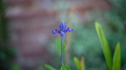 Fiore blù