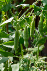 Sweet pea plant with green peas growing in farmers garden
