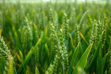 Fototapeta na wymiar Bio farming, unripe green wheat plants growing on field