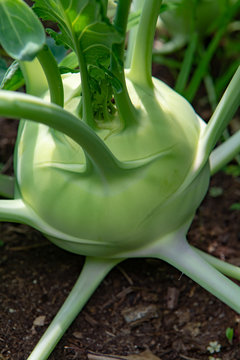 Organic green kohlrabi cabbage growing in farm garden, new harvest, healthy food concept