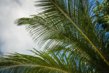 Palm leaf against blue sky