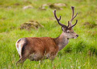 Red Deer Stag.  A red deer stag in the Scottish highlands.