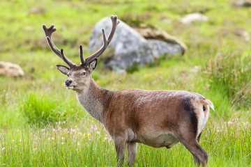 Naklejka na ściany i meble Red Deer Stag. A red deer stag goes to the toilet in the Scottish highlands.