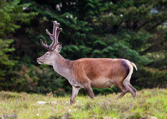 Red Deer Stag.  A red deer stag in the Scottish highlands.