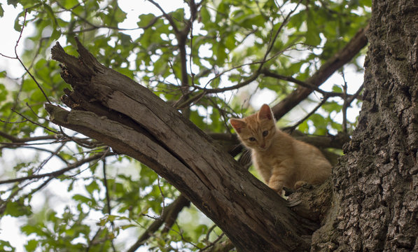 orange tabby cat about to fall off of a tree with a worried