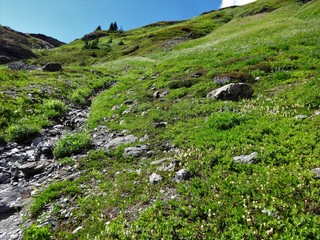 Fototapeta na wymiar Wildflowers bloom on a slope of Yellow Aster Butte in summer