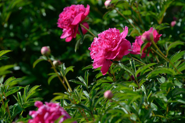 Peony flower. Red white and purple peony flowers blooming in the garden. Multicolor peonies macro closeup background.