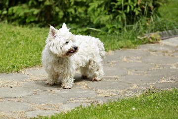 Naklejka na ściany i meble Portrait of funny small west highland white terrier standing on stone path in a garden and waiting, showing his pink tongue when licking himself, green lawn in background
