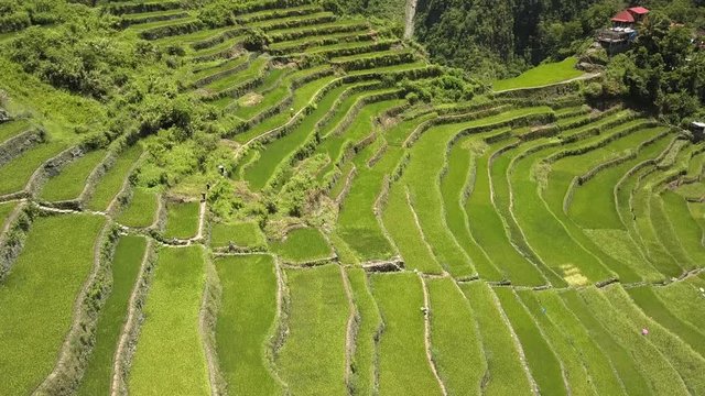 Aerial drone view flying over the beautiful Batad Rice Terraces and mountainous river valley