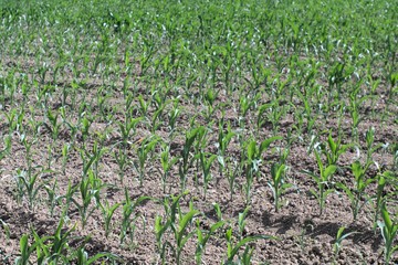 field,mais,plant,green,agriculture,cereals,furrow