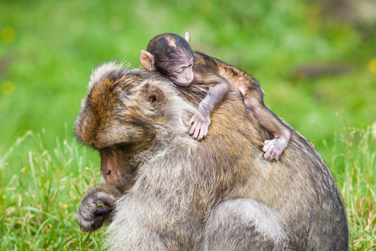 Barbary Macaque Monkeys.  A baby macaque monkey and their mother is pictured.  Barbary macaque monkeys live in the Atlas Mountains of Algeria and Morocco.