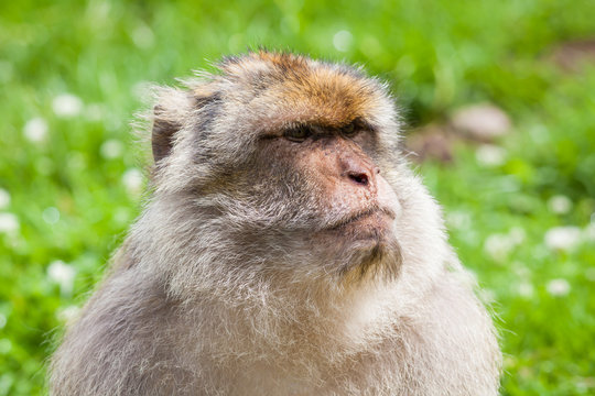 Barbary Macaque Monkey.  A close up picture of a Barbary macaque monkey.  The monkeys live in the Atlas Mountains of Algeria and Morocco.