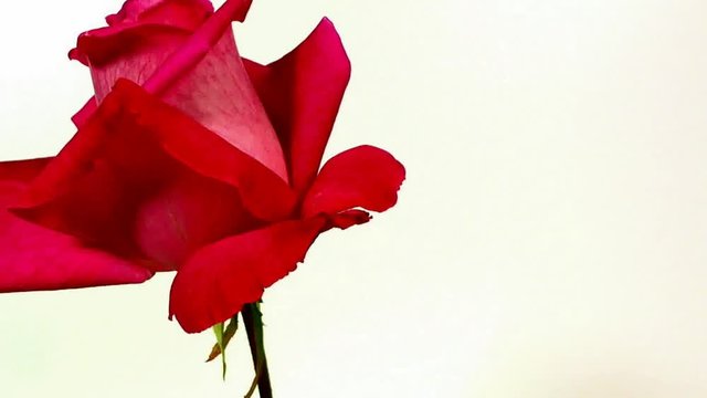 Time Lapse of Red Rose Flower Blooming and Wilting