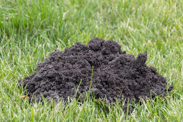molehills on lawn made by moles population view on sunny day.