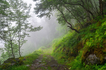 Amazing nature landscape view of north scandinavian forest in the fog. Forest natural. Location: Scandinavian Mountains, Norway. Artistic picture. Beauty world.