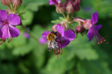 Blüte mit Biene