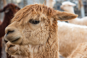 Alpaca with its Ears Down, Close-ip