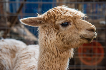 Fototapeta premium Smiling Alpaca with its Ears Down, Profile Close-up