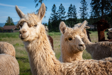 Happy Young Alpaca and Mother In the Pasture