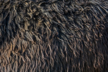 Close-up of Suri Alpaca Fiber