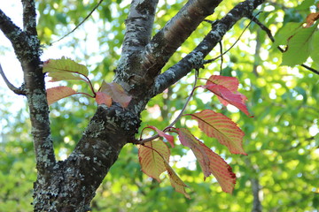 Espanha - Puebla de Sanabria