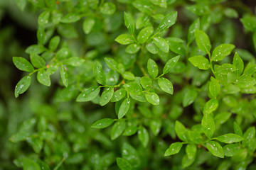 Winterpark Nature at Vasquez Winderness