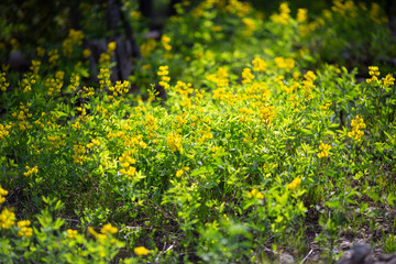 Winterpark Nature at Vasquez Winderness