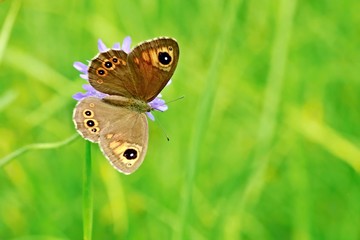 Obraz premium Brown and orange butterfly with black eyes and open wings, Lasiommata maera, sitting on violet flower in a meadow, sunny summer day, blurry green grass and yellow background, copy space