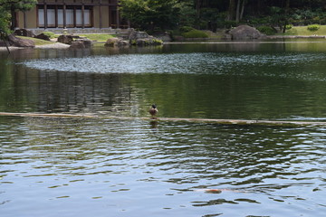池のカモ