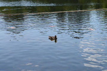 池のカモ