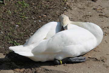 Ruhender Schwan