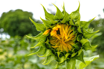 Sonnenblumen-Knospe