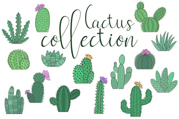 Vector image of a collection of cactus on a white background. Set of illustrations with inscription cactus collection