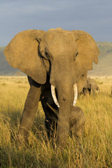 Elephant mother in the Msai Mara National Park in Kenya