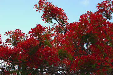 flowers red