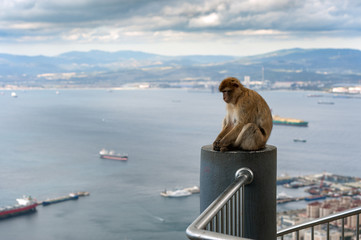 Monkey is sitting on balcony and looking at bay of Gibraltar 