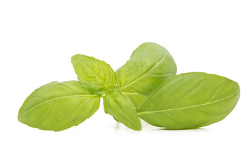 natural basil leaves isolated in white background